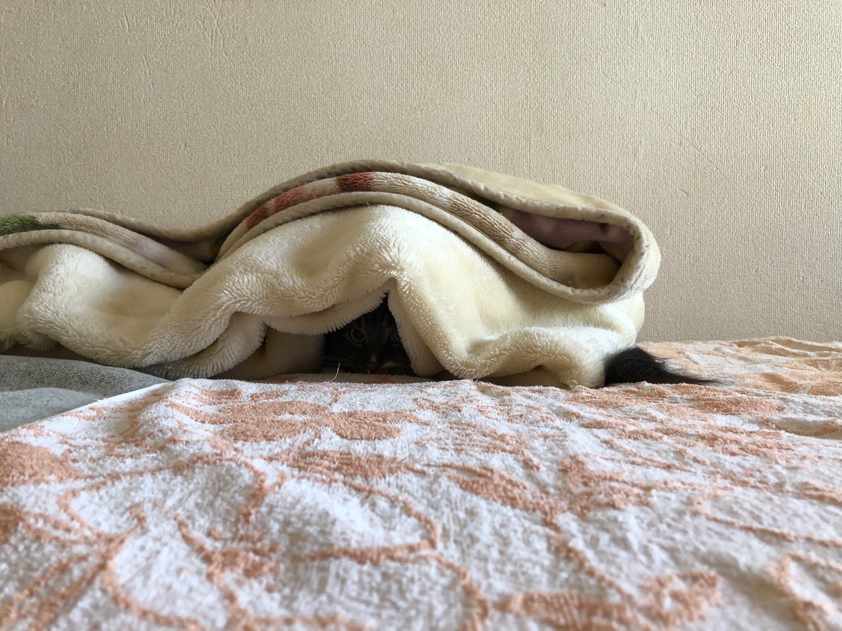 mimuri's tweet photo. 頭隠して尻尾隠さず
#猫 https://t.co/40VDH3WUqF