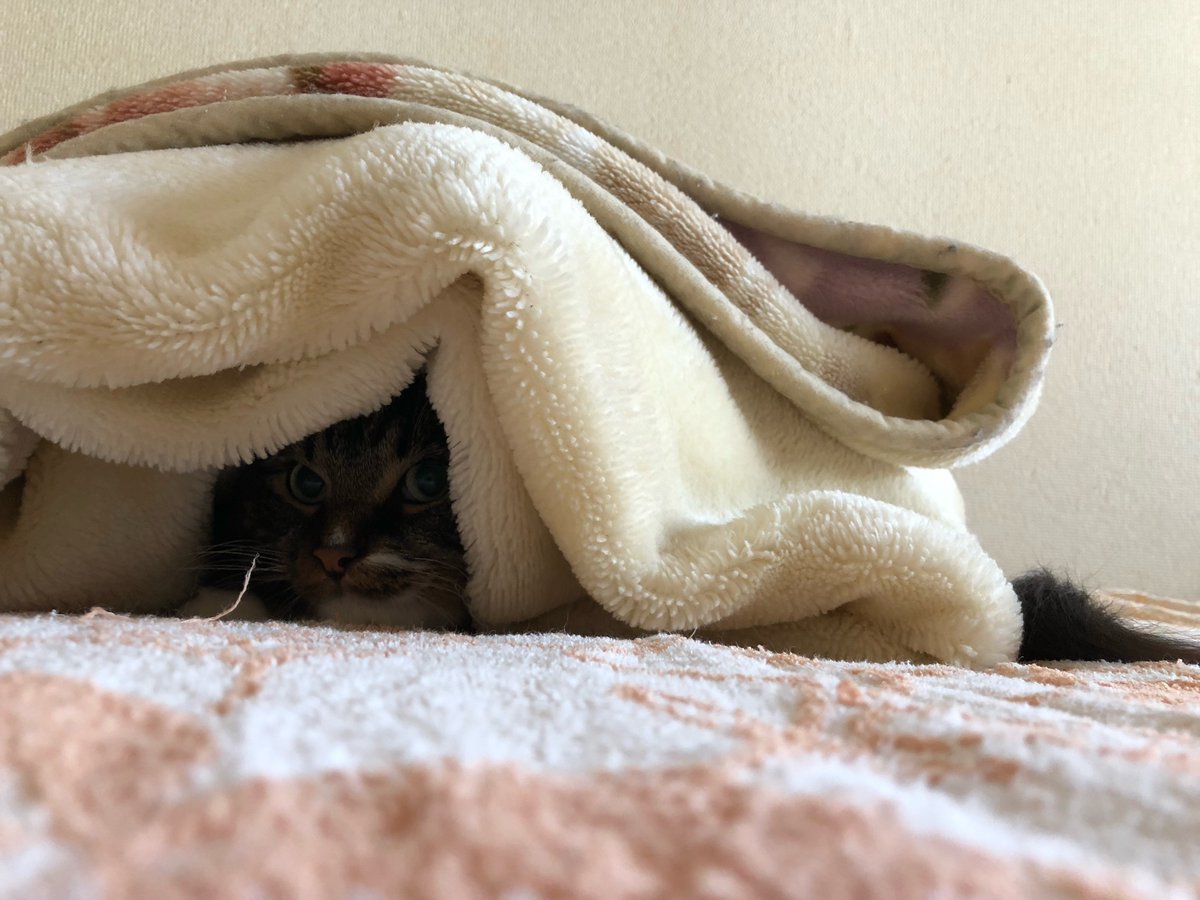 頭隠して尻尾隠さず
#猫