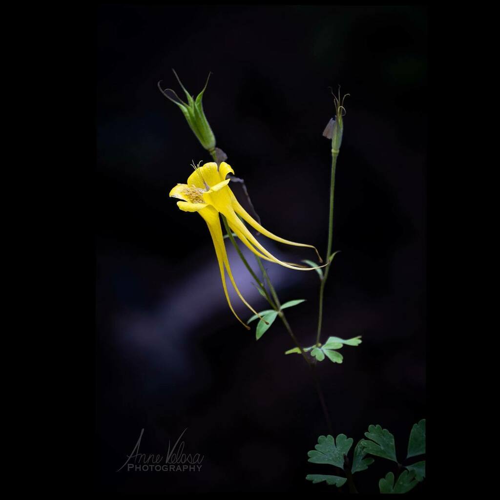 AnneVelosa's tweet photo. A columbine from our hike a few weeks ago.
(BTW…Loving the new masking tools in Lightroom.)
.
.
.
#thankful
#flowers #flowersofinstagram #flowerstagram #allkindsofflowers
#columbineflower
#flowersandmacro #macroandflower #macroandflora
#macro #macrophotography #macro_cap… https://t.co/GrNibyPAz9