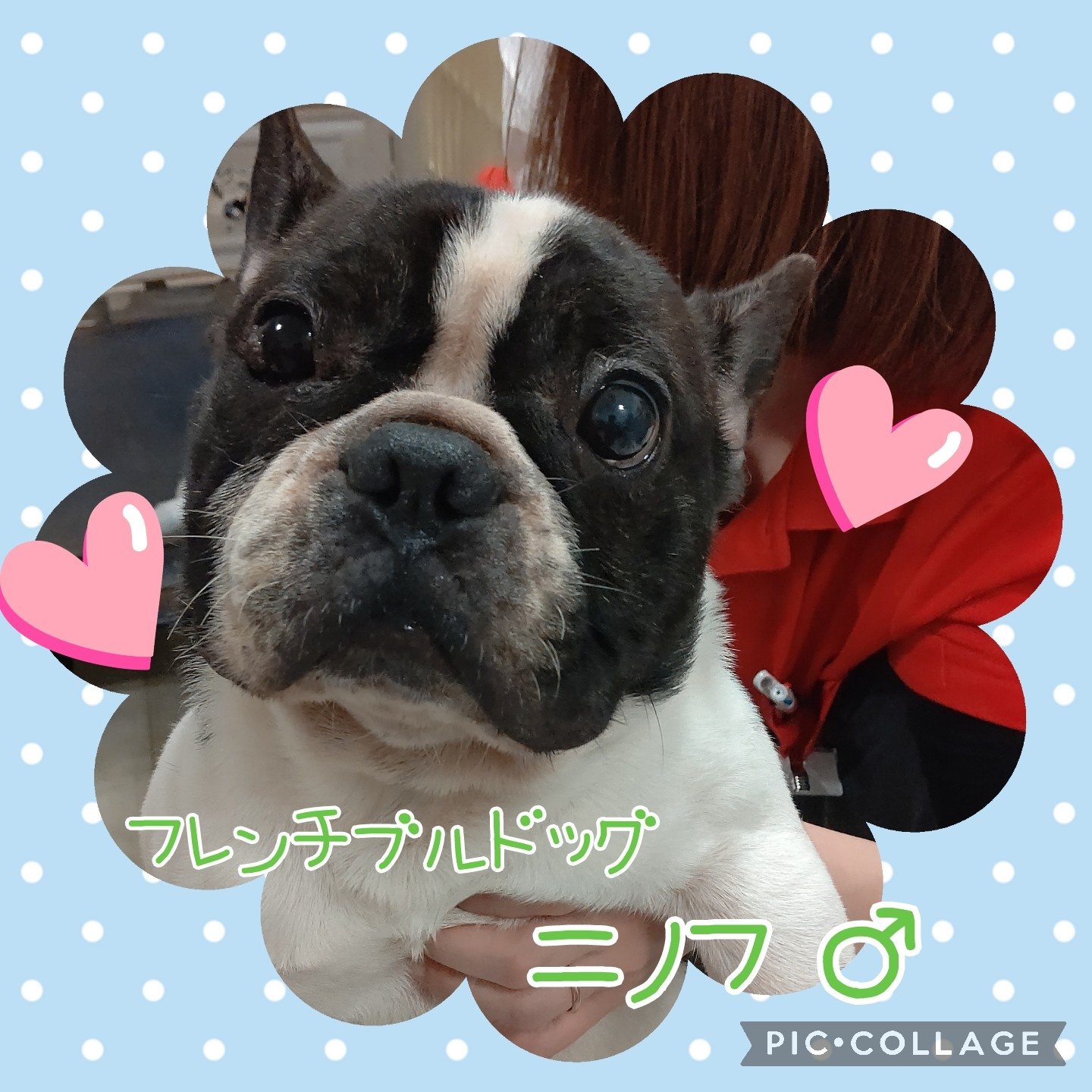 Hogoken Cafe 印西店 新メンバーのニノフくん とっても甘えん坊さんです 治療中の為 バックヤードにてお休みしています 面会ご希望の方は事前にお問い合わせをお願い致します 里親募集 フレンチブルドッグ 男の子 ラブファイブ