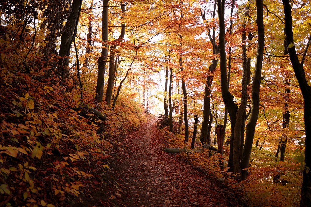 PhilippasPhotos's tweet photo. Sometimes you turn a corner on a forest path and wall into a fairy tale https://t.co/YXinYAiipE