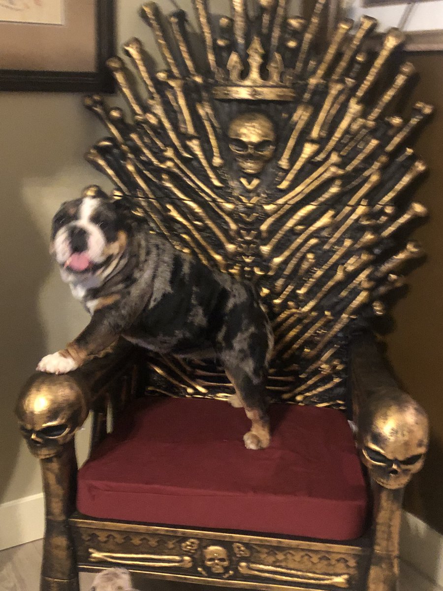 BulldogBurrito's tweet photo. #gameofbones #zombiesquad #dogsoftwitter #bulldogsoftwitter https://t.co/wQKvpBie7z