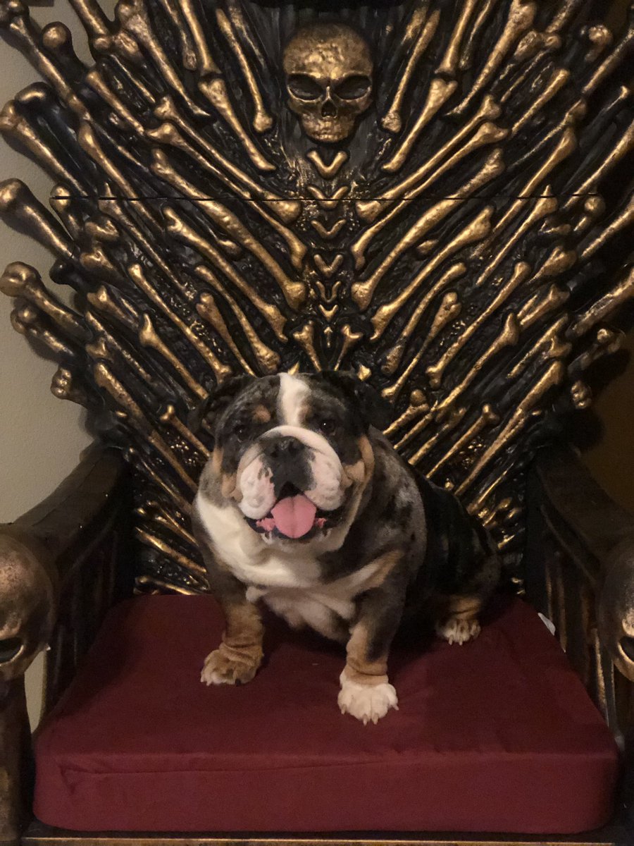 BulldogBurrito's tweet photo. In case you forgot I am queen of the world 🧡🖤🧡🖤 https://t.co/9EjD9XHt7R