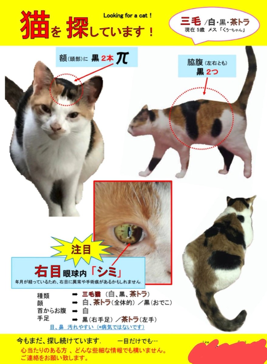 busaiki7890's tweet photo. 行方不明の猫を探して3年経ちましたが今も探してます。
拡散のご協力お願い致します。 https://t.co/uk7nZ84pBE