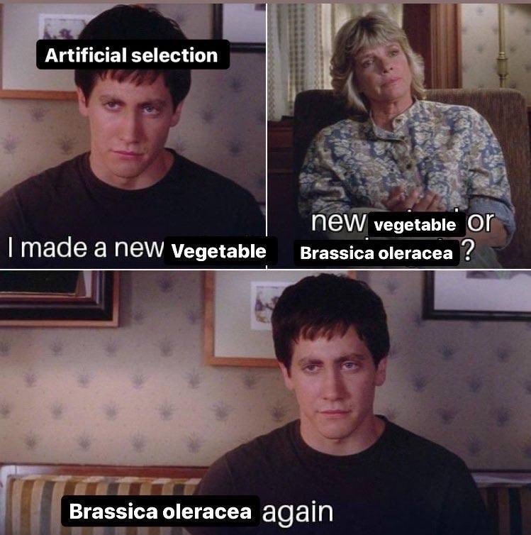 dubloctra's tweet photo. I’ve been into niche mustard memes lately https://t.co/h3n4Y5ujKr