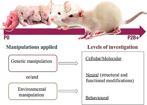 abenitezburraco's tweet photo. Animal models of developmental dyslexia
https://t.co/o39eIr2ziA
#DyslexiaAwarenessMonth #dyslexic #dyslexiadecoded #dislexia https://t.co/Ppnj3aD03C