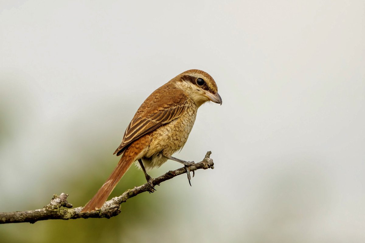 rupperrt's tweet image. Brown Shrike  #dailybird #birdphotography #birds #TwitterNatureCommunity