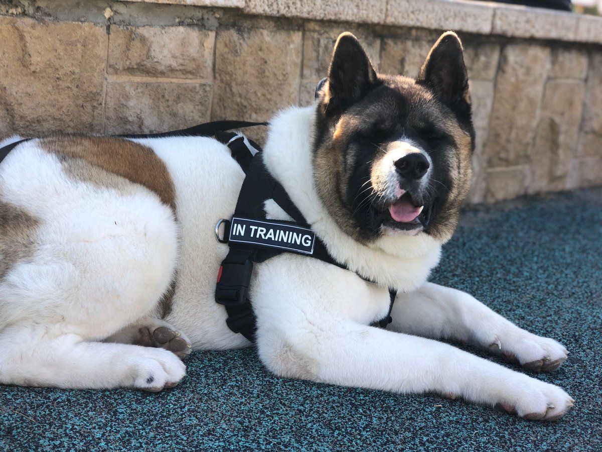 ®️様確認ハスキー　ラブラドール　龍 様確認ハスキー ラブラドール 龍 保護した「ラブラドール/ハスキー