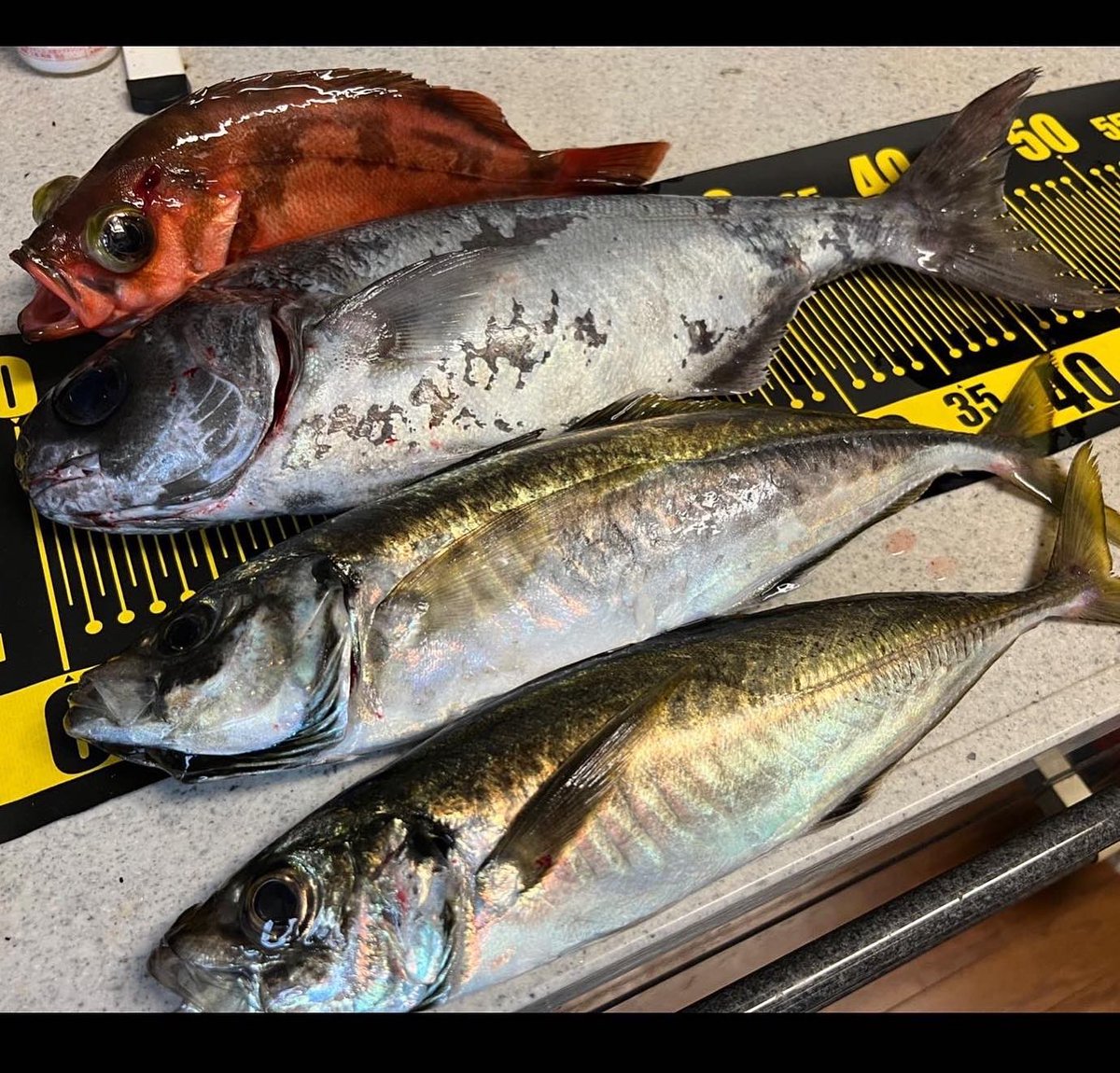 901 相馬港 釣船アンフィニー 今月2回目のアジビシ船 もうね 魚なんて釣れなくて別にイイんです ええ 俺レベルになると釣りの時は晴れてるだけで もうそれだけで十分 最近は いつも雨の中の釣りばかりでしたからねぇ 目標50センチのアジ匹のところ