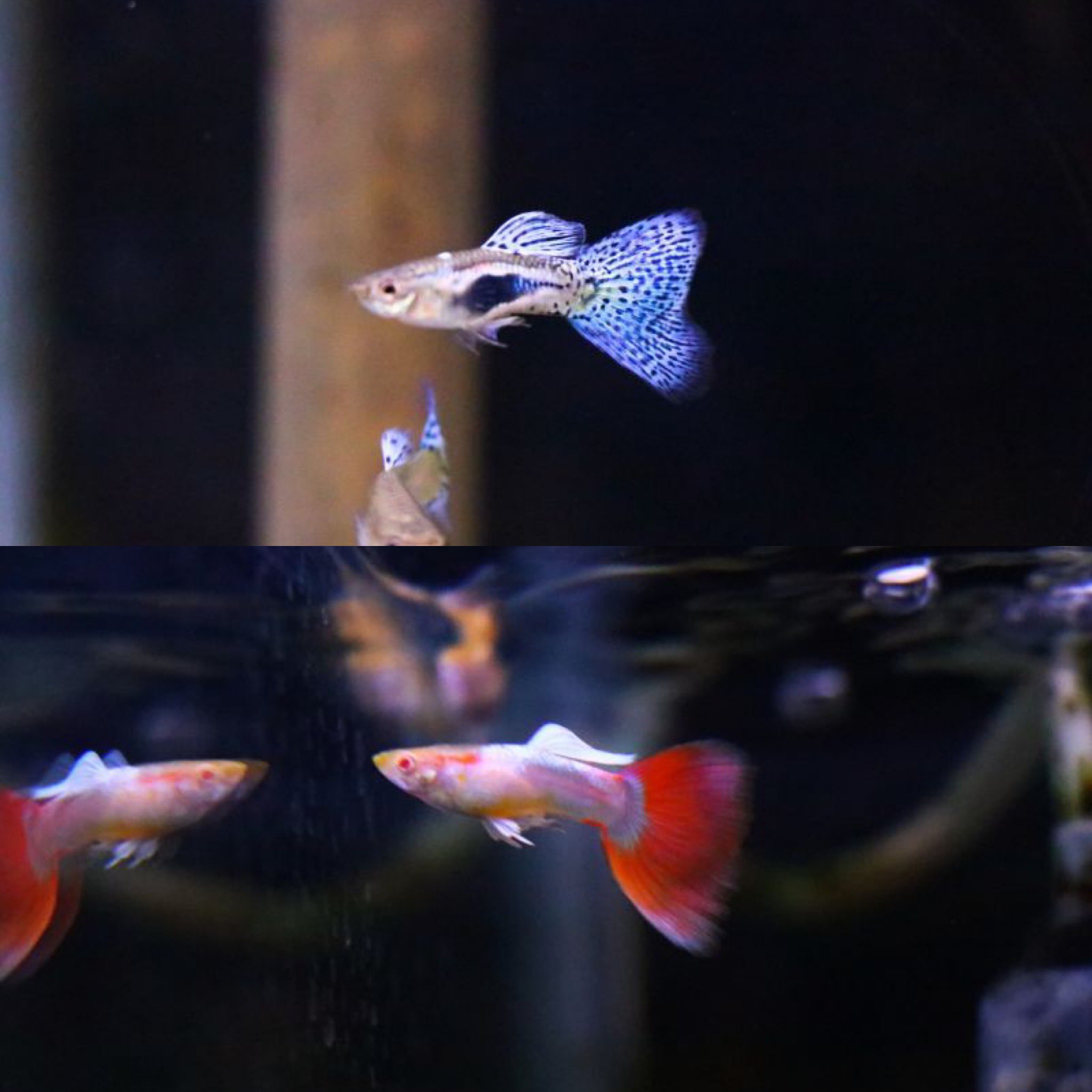 熱帯魚 アクアショップ イブ En Twitter 熱帯魚入荷しました 国産 ブルーグラス 国産 フルブラック コリドラス レセックス コリドラス ジュリー コリドラス ステルバイ コリドラス ベネズエラブラック ポリプテルス セネガルス ショートボディ レッド