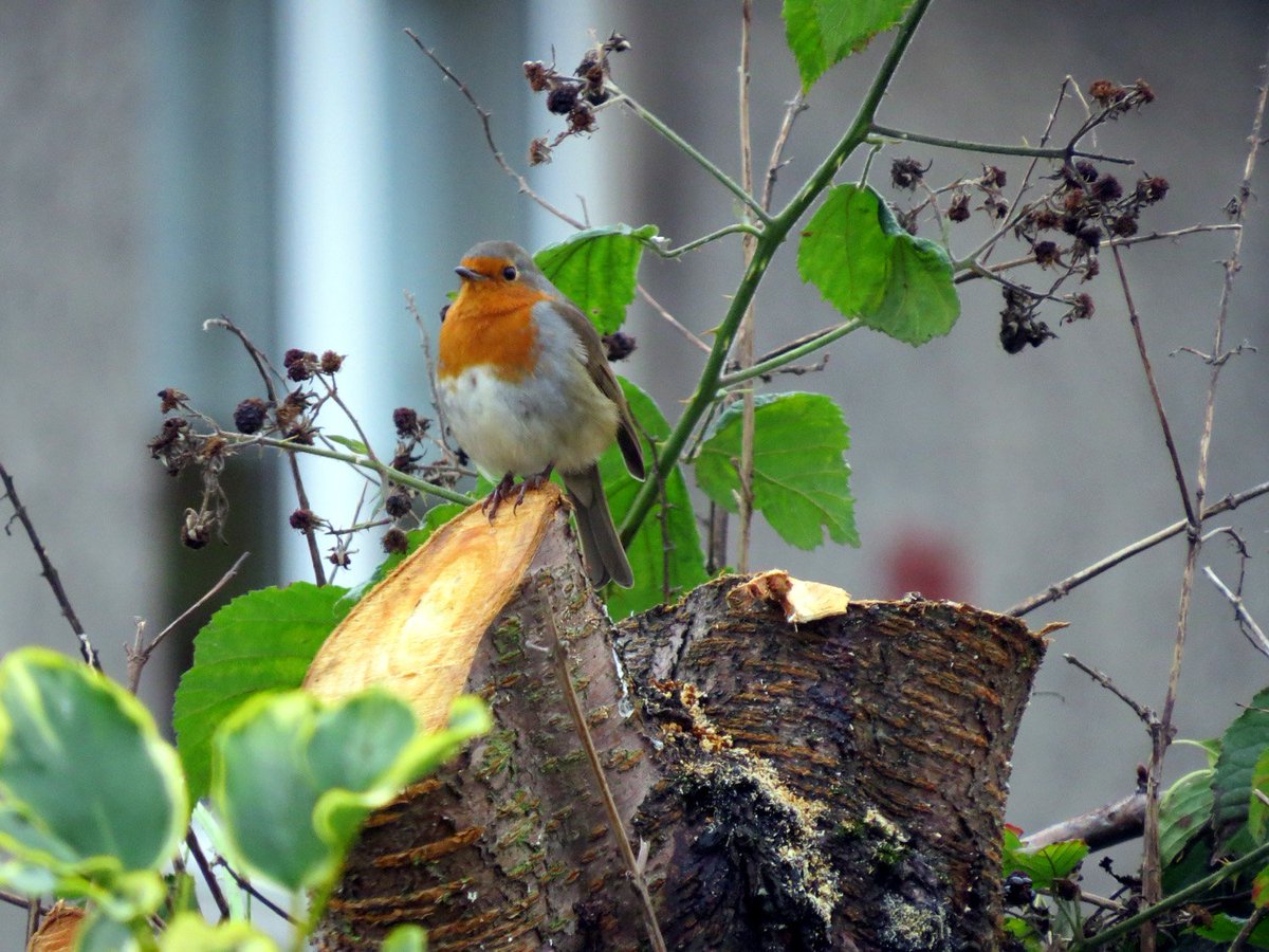 oor_boab's tweet photo. Robin
#birding #nature #wildlife https://t.co/me09t16RO8