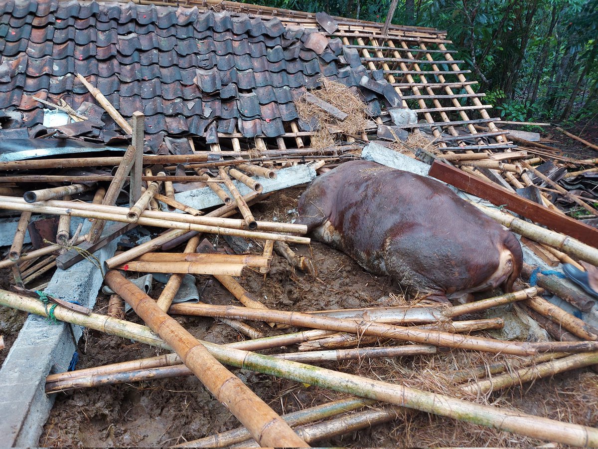 salaszamorano's tweet photo. TWITTER PLEASE DO YOUR MAGIC!!!

Jogja hujan sjk smalam smp pagi ini mengakibatkan ambruknya kandang sapi tetangga saya yg bernama Pak Jumiran hingga sapi beliau mati tertimpa reruntuhan kandang. Padahal sapi ini adl satu2nya tabungan beliau yg sdh dipelihara selama 8 thn lamanya https://t.co/FtMEjWofqY