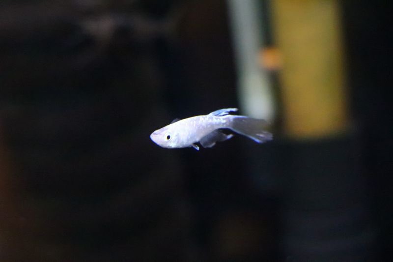 熱帯魚 アクアショップ イブ Aquashop Eve Twitter
