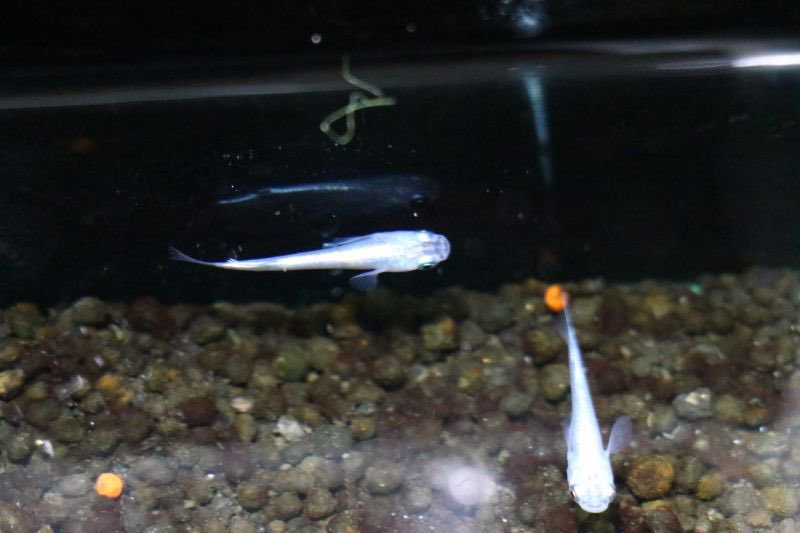 熱帯魚 アクアショップ イブ Aquashop Eve Twitter