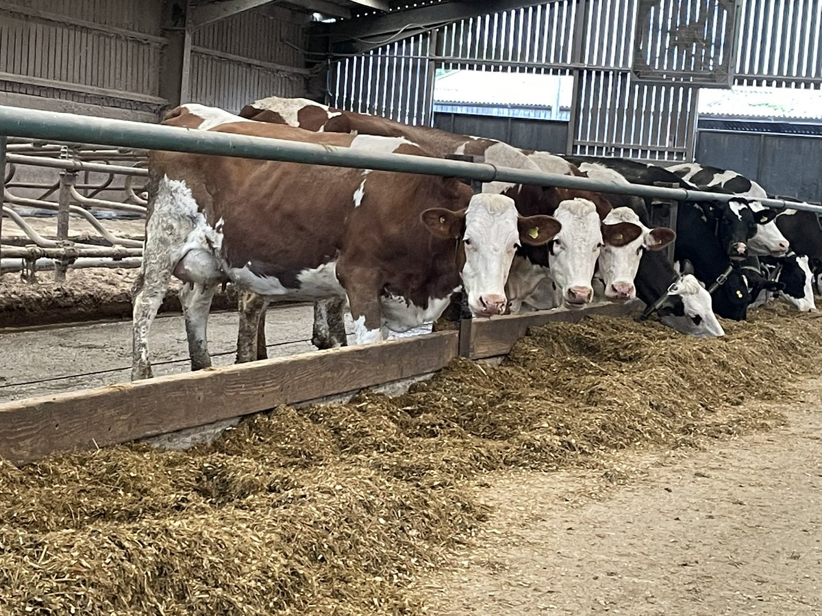 bovi_gen's tweet image. Great couple of days visiting ProCROSS farms. Interesting discussions about milk price rising costs and how ProCROSS is working. One farm’s gross margin was £246/cow better off than when pure breeding!!below a 11 lactation Swedish Red Cross #procross #dairy365 #cows #sustainable
