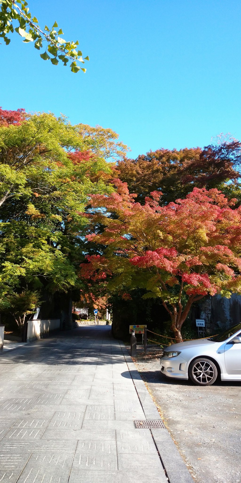 松島紅葉 Twitter Search Twitter