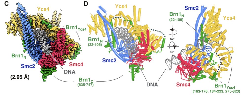 jdprhodes's tweet photo. Check out our paper from my time in Jan Lowe's lab at the @MRC_LMB. Cryo-EM structure of condensin clamped around DNA    https://t.co/e97QAGdSpR https://t.co/yrSpxMv7Kp