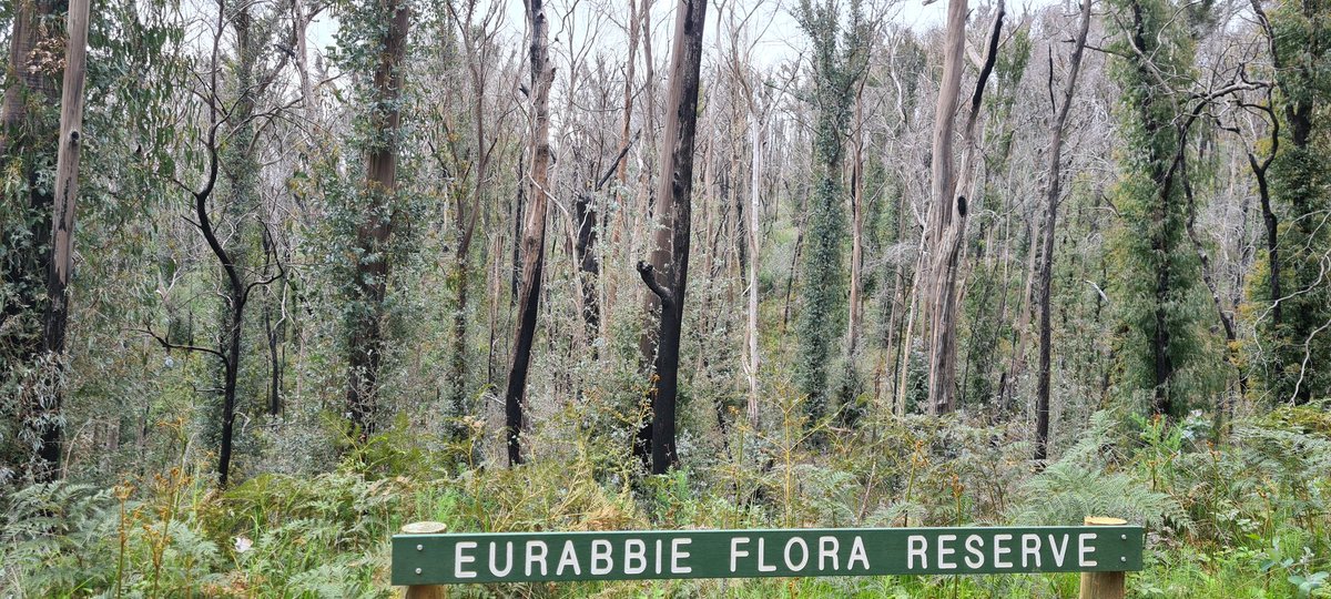 kyliedurant's tweet image. Six days on the road 🚴‍♀️ touring some of the #DunnsrdGreenvalley fire impact area. Regen, but still.. 😔 #slopes2summit #uppermurray
