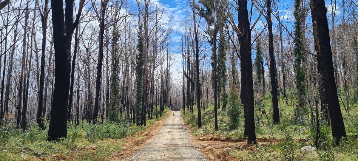 kyliedurant's tweet image. Six days on the road 🚴‍♀️ touring some of the #DunnsrdGreenvalley fire impact area. Regen, but still.. 😔 #slopes2summit #uppermurray
