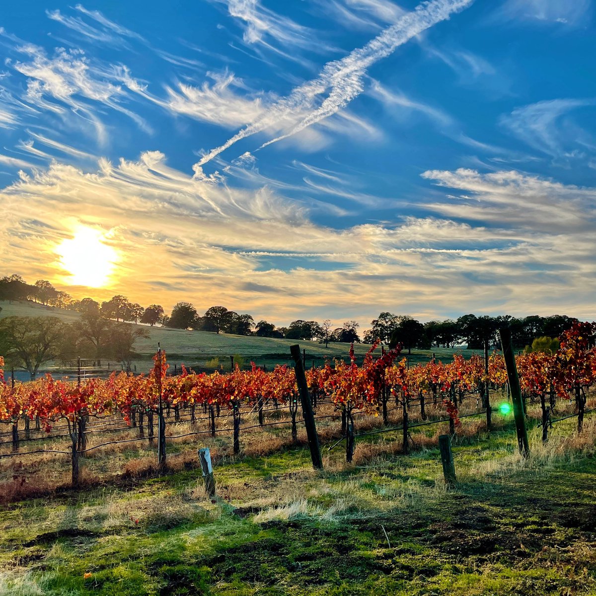 It’s the most wonderful time of the year, in the vineyard.