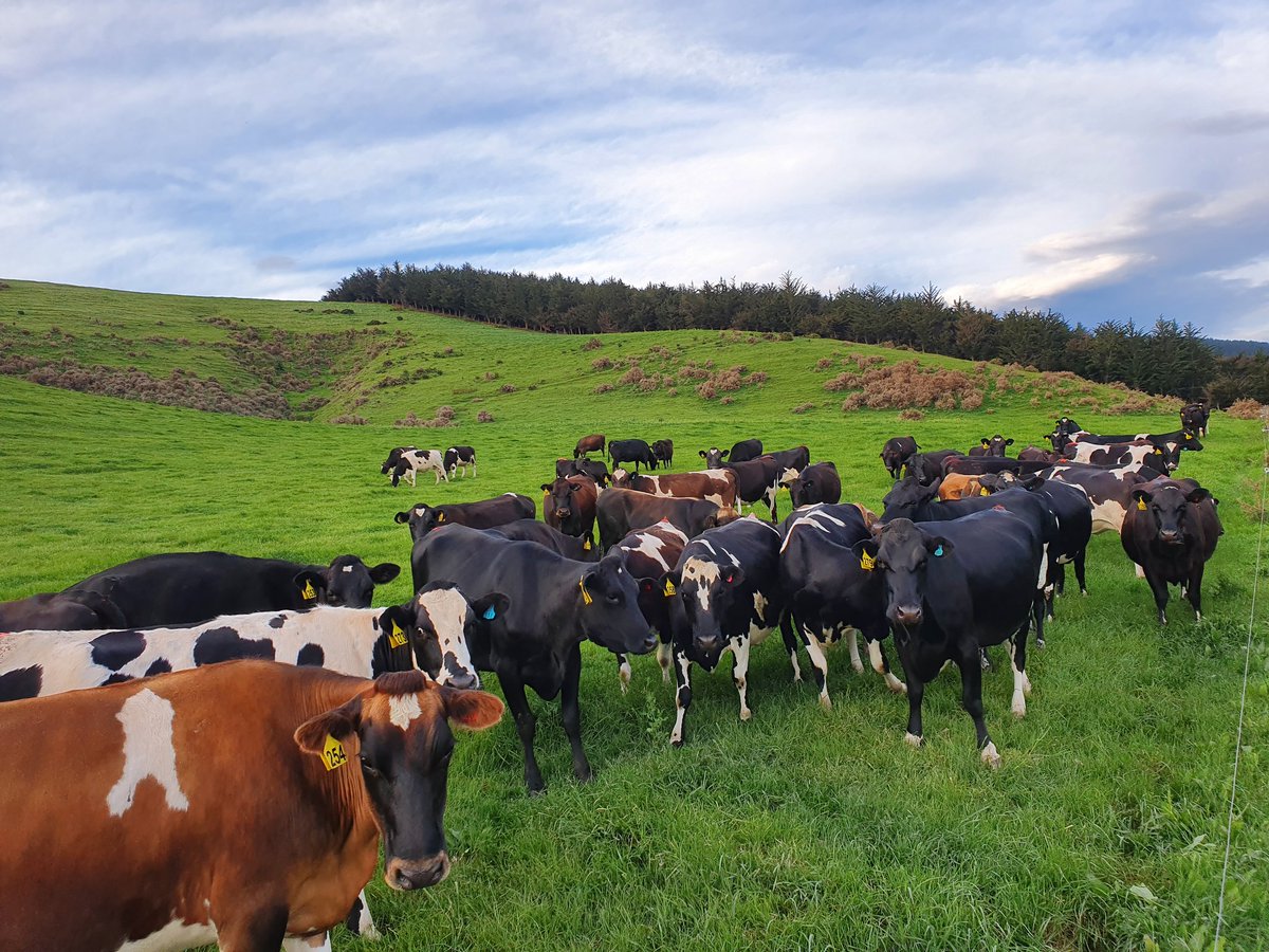 Next year's replacements cruising, being mated the easy way by Jersey bull power 💪💪
#MTcows