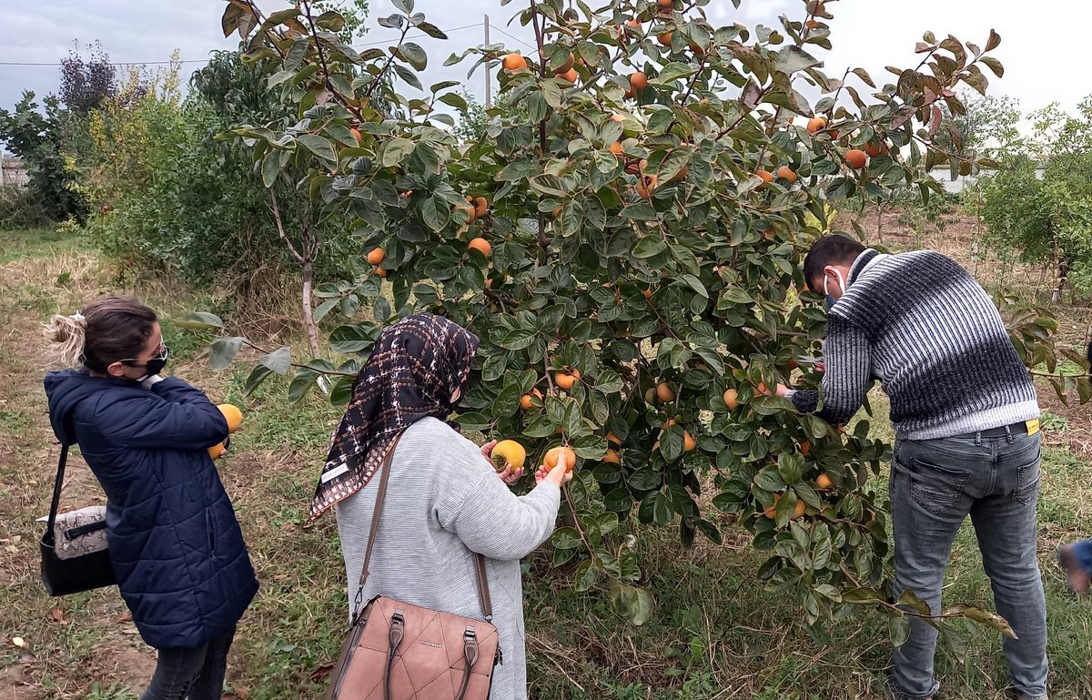 Dedeli_METAL's tweet photo. Engellere odaklanmak yerine, şu an elinizde bulunan imkanlarla yapabileceklerinize odaklandığınızda her şey değişir!
Bahcemizdeki Trabzon Hurması hasadımız sürüyor.
#mesleğimhayatım #meb #samsun #bafra #dogaltarim #sagliklitarim #YesilELMAS @tcmeb https://t.co/RDwIHJKoc4