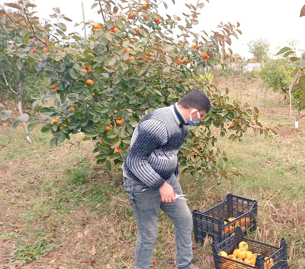 Dedeli_METAL's tweet photo. Engellere odaklanmak yerine, şu an elinizde bulunan imkanlarla yapabileceklerinize odaklandığınızda her şey değişir!
Bahcemizdeki Trabzon Hurması hasadımız sürüyor.
#mesleğimhayatım #meb #samsun #bafra #dogaltarim #sagliklitarim #YesilELMAS @tcmeb https://t.co/RDwIHJKoc4
