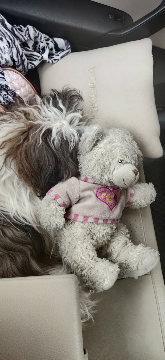 Nithiya_ananth's tweet photo. Toto and Osito enjoying the comfy long drive  in our Rapid with thier favorite skoda cushion. 

@SkodaIndia https://t.co/REiypwdEzL