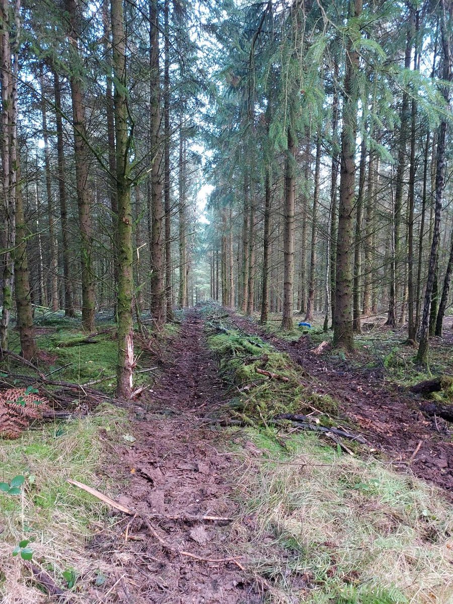 Thinning of woodlands is essential to maximising value but also maximising the quality of homegrown timber for use in construction. Thinning allows the tree to flex and as a result increase girth whilst gaining access to more nutrients and water. #forestry #homegrown