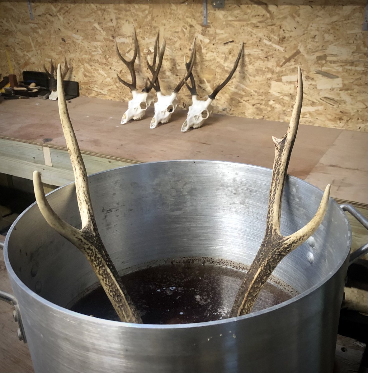 MunsterHuntster's tweet photo. Early start in the workshop today...need to get the latest batch of ‘antler soup’ finished before she works out where her biggest pot has disappeared to... https://t.co/UKaNuBLcCW