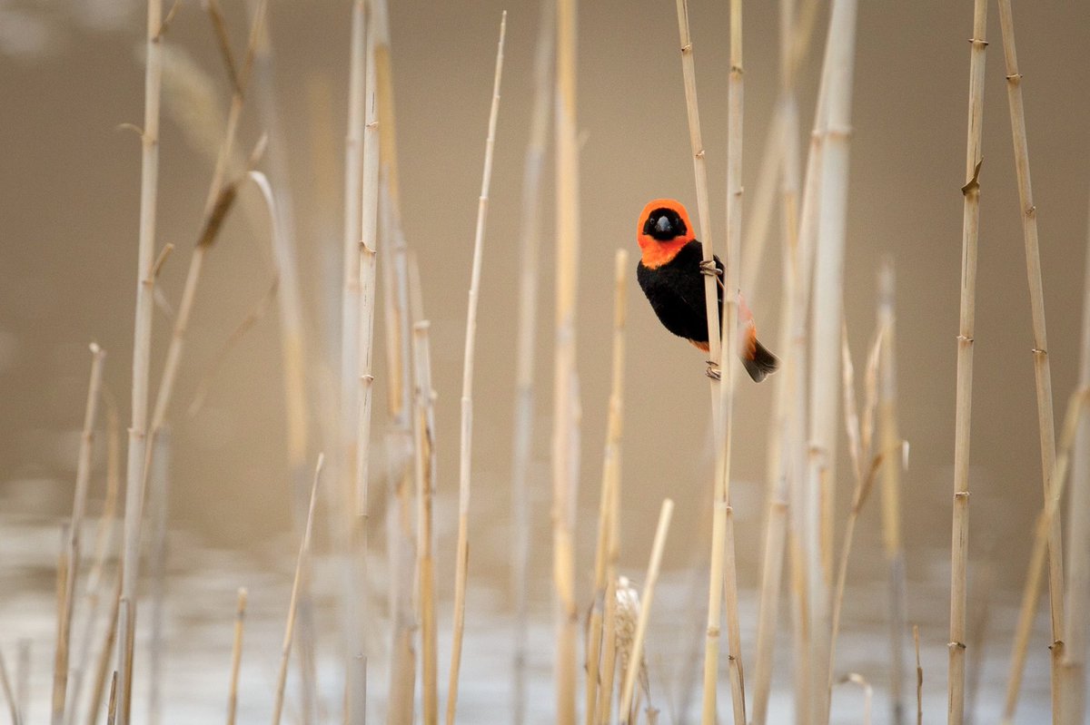 MaryLloyd4's tweet photo. A Red Bishop among the reeds.

#SouthAfrica #birdphotography https://t.co/7SW6UEdz47