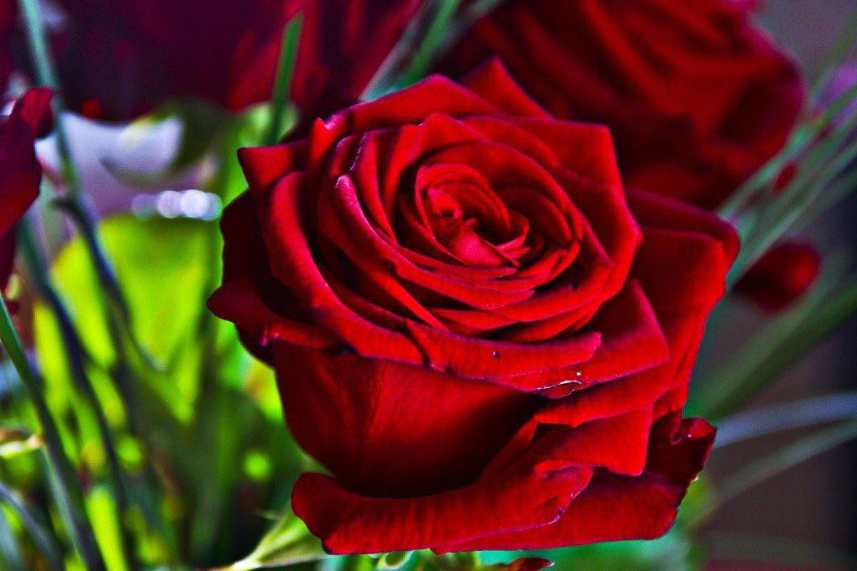 kum__88's tweet photo. بعض البشر مثل الذهب في جرامه
غـالـي ومـتميز علـى الـصدر بـراق

لــه قـدر عـالي فوق نـاو الـغمامه
بين السما والأرض وشعاع لاشراق

الـكـفو يـعـرف مـنـطقه مــن كلامه
ولــه مـعـزه ف الـحـنـايا والاعمـاق https://t.co/jg4Hy2OwcF
