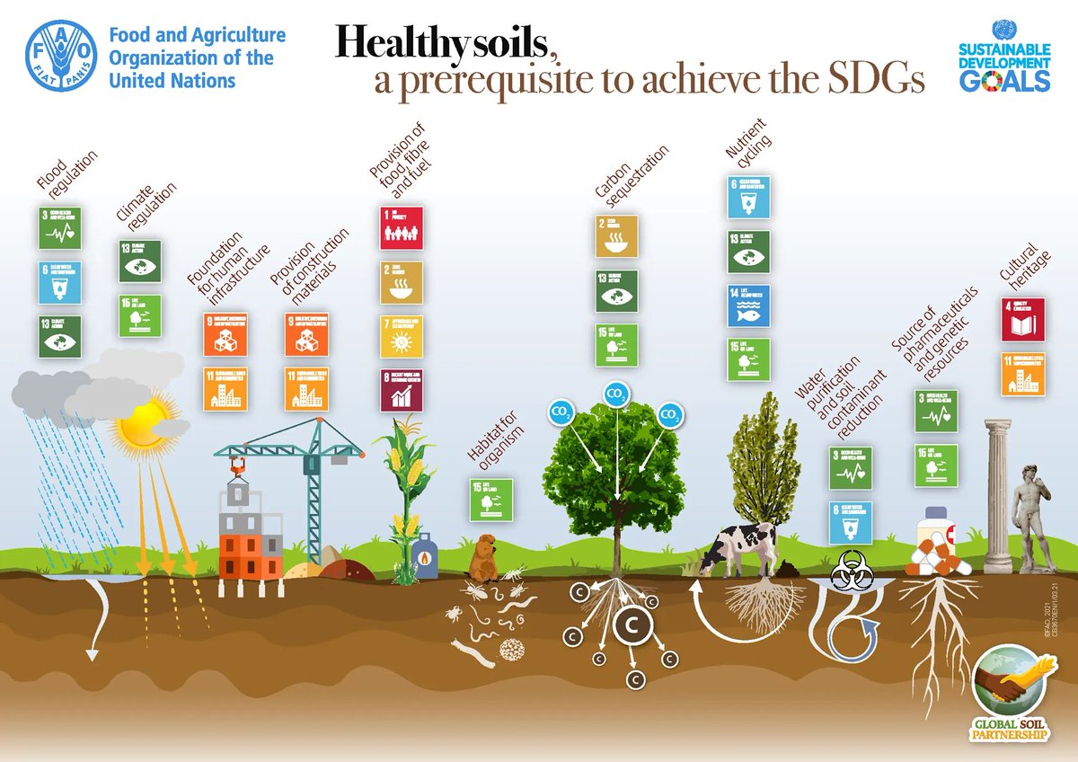 RonaldVargasJob's tweet photo. The UN Sustainable Development Goals  #SDGs directly and indirectly address #soils  🇺🇳🌾 Many of the SDGs cannot be achieved without a #HealthySoil 🤎

Download this poster ➡️ https://t.co/z0tUHvI3pM https://t.co/jc79W1hy5q