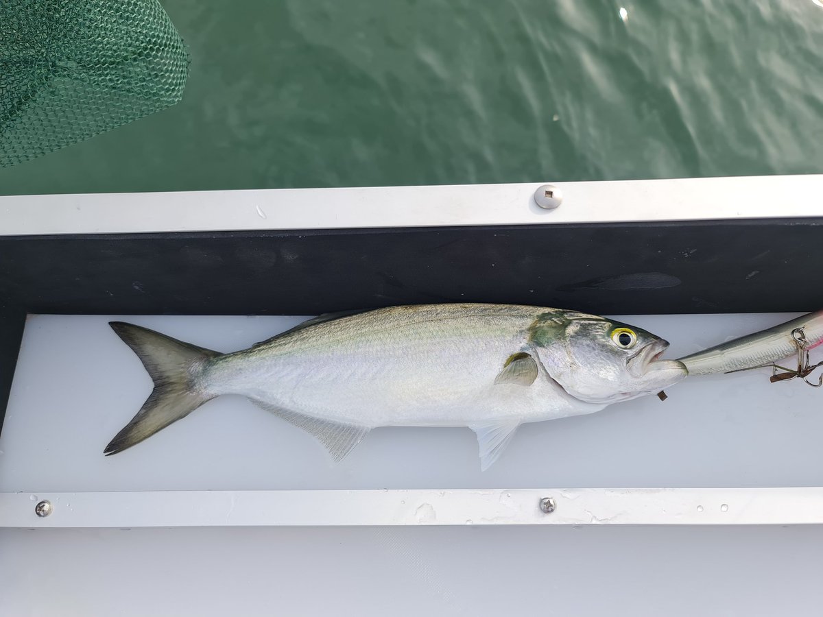 Plevdog's tweet image. Ended up picking up a few little Taylor, can't complain for a shakedown of the new fishing ski. #undersize