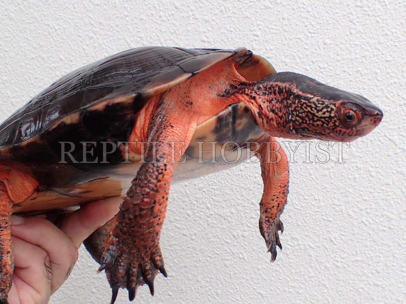 Reptile Hobbyist 多くのカントンクサガメ のお問い合わせをいただき有難うございます 今までに掲載した個体とはまた別の綺麗に発色した2個体をご紹介致します 年を重ねるごとに更なる発色になります 当店では5年前後の発色が出始めた 個体を 販売用