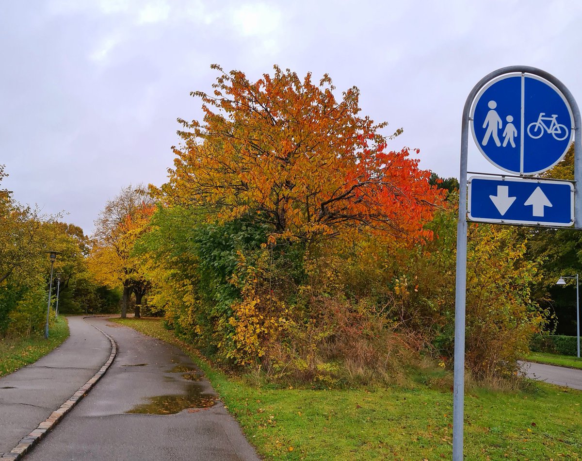 funnyguy744's tweet photo. “The trees are about to show us how lovely it is to let the dead things go.”
#fall2021
#fall #fallvibes #fallcolors #autumncolors #autumnvibes #autumnwinter #autumn2021 #AutumnLeaves #autumn #denmark #denmarktravel #denmarklife https://t.co/KETf0Uutx3