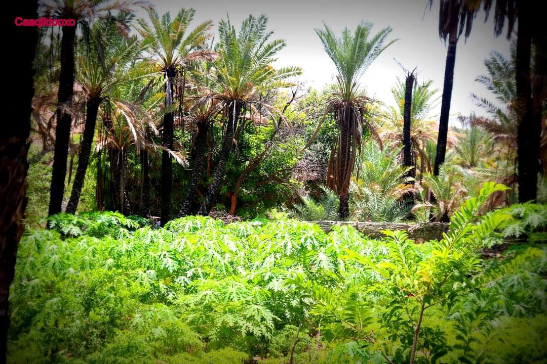 IbrahimHaashi's tweet photo. Galgala Bari Somaia 🇸🇴

#Beeraha_Galgala https://t.co/i0zePo5f0C