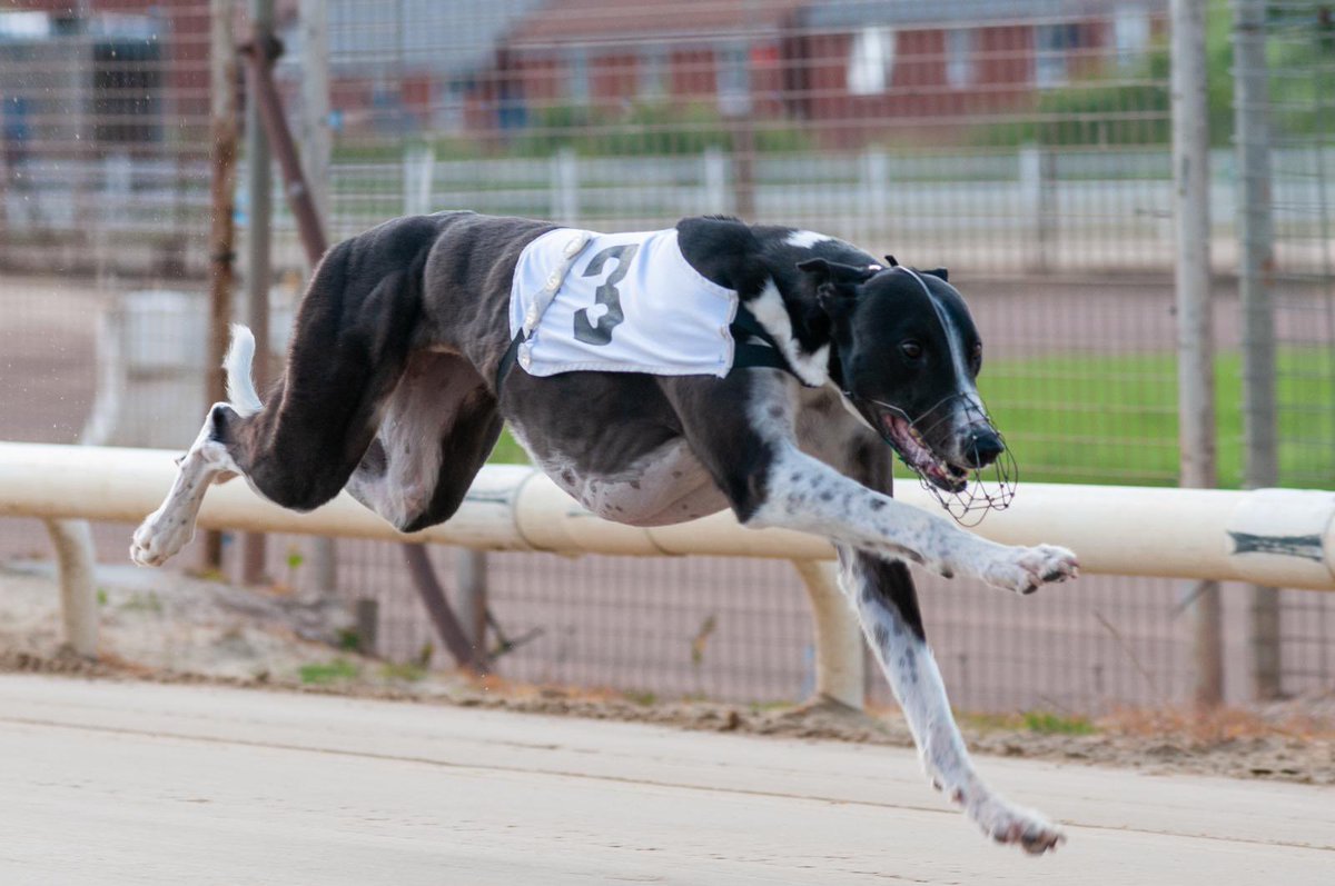 DavidJMitch's tweet image. Heading down to @OwlertonStadium for the @BresBet Steel City Cup this evening. Wishing everyone the very best of luck in what looks to be a brilliant final. #GoFlash⚡️ @BrealeyTony @Redshergar @kevhuttonracing