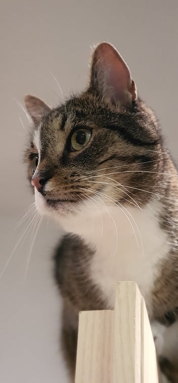 Koci_Blog's tweet image. Dlaczego koty lubią być wysoko? Odpowiedź na blogu - link w Bio! kociakolyska.pl/koty-lubia-byc… #kociakolyskapl #kotysąwszędzie #catoftheday #catlovers #kotysawszedzie #lovecats