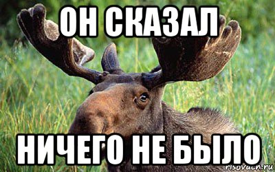 Лось мем. Лось мемы. Мемы про Рашкина и лося