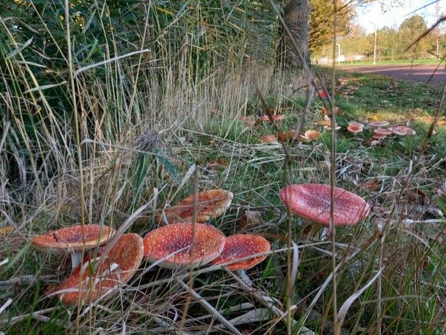 St_WDK's tweet image. De herfst is in volle gang. De bladeren beginnen te verkleuren en de paddenstoelen schieten uit de grond op landgoed De Reehorst. Tijd voor een paddenstoelen-tocht dit weekend!