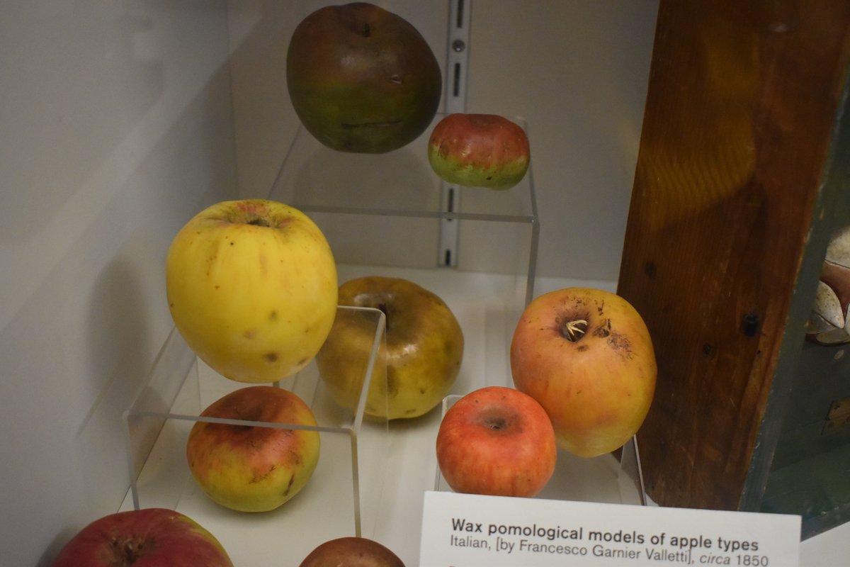 camplantsci's tweet image. These @WhippleMuseum #waxmodel #apples were used to teach students about diseases 🍎 They were created in 1851 by Francesco Garnier Valletti who made hundreds of fruit models now displayed in #Turin&apos;s Museo della Frutta 🇮🇹 Today #cropdiseases remain a major focus of our research!