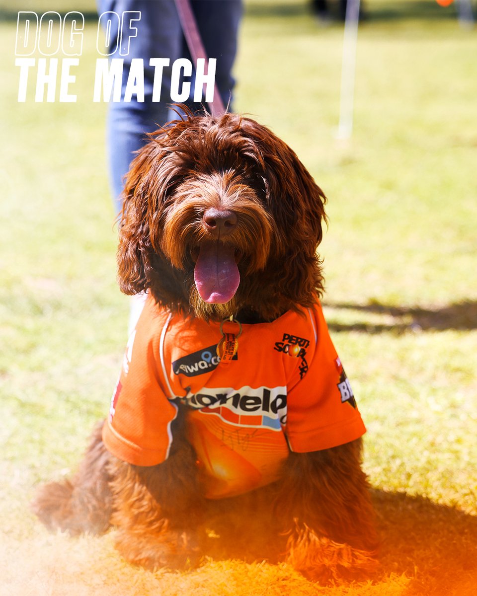 ScorchersBBL's tweet photo. Ruby the doggo is an absolute vibe and a deserving winner of today's #PoochParade! 🐕 #MADETOUGH #WBBL07 https://t.co/j3JigvHsFD