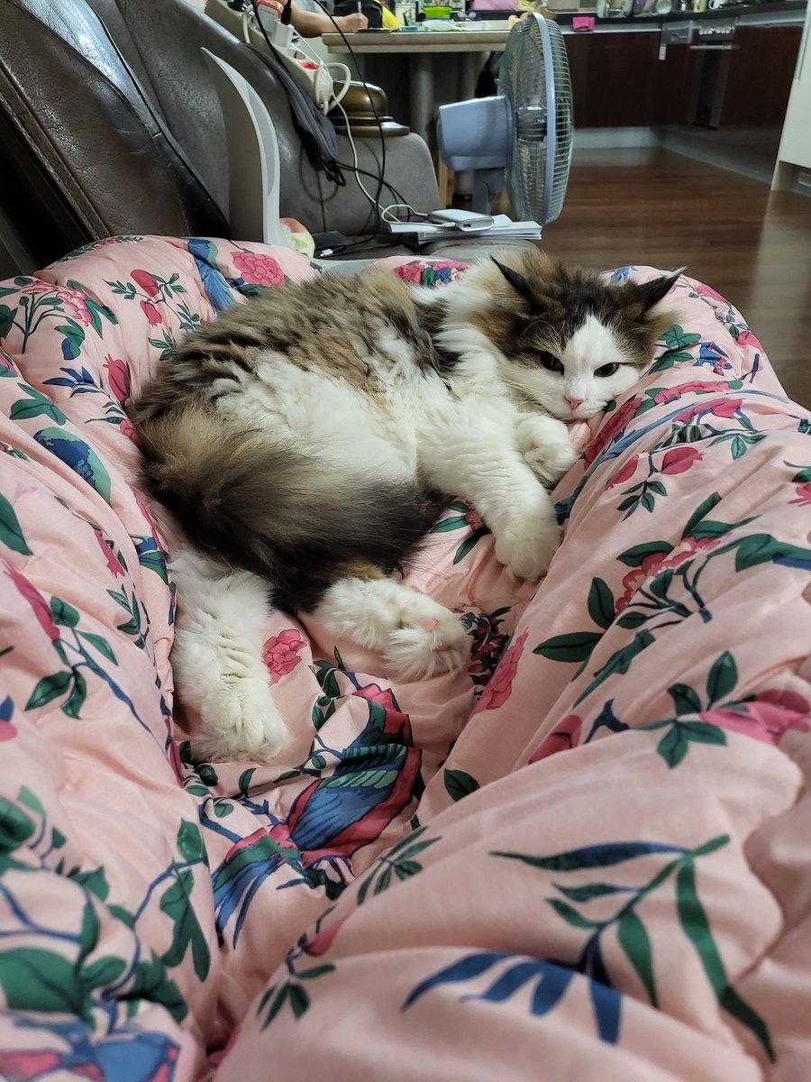 폭 안긴 #차니의_하루