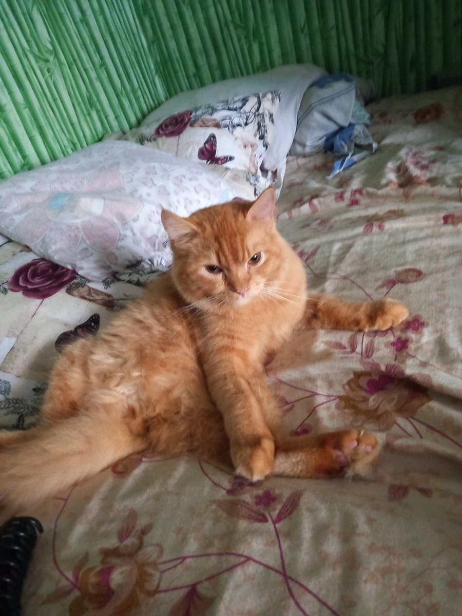 ElizabethDeuz's tweet photo. My garfield... https://t.co/4F7H4UYwG2