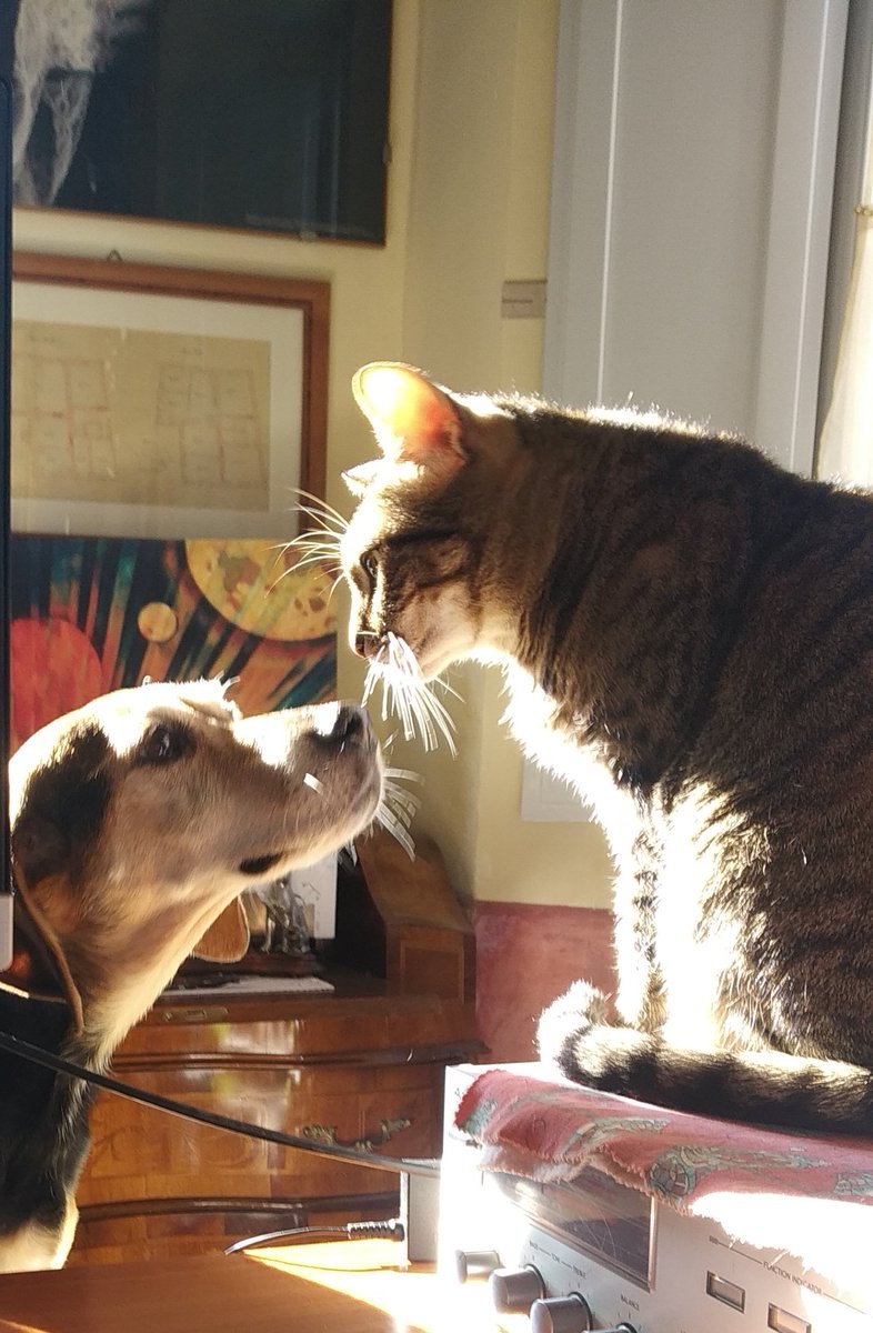 🐾Teresa Trivellin ☮️ 🇵🇸 tweet media