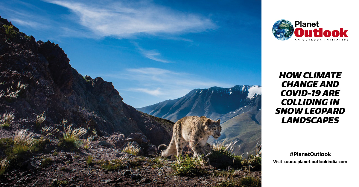 The COVID-19 pandemic &amp; other disease outbreaks such as SARS and HIV-AIDS have shown how closely the health of humans is linked to the health of wildlife &amp; domestic animals. 

Read: tinyurl.com/da8vt7b2  

Visit: planet.outlookindia.com 

#snowleopard #ClimateChange #GSLEP