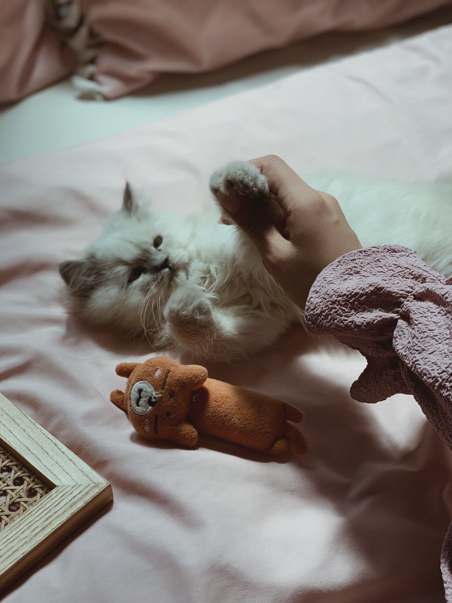 nortta1991's tweet image. Morning🌥☕️🐾