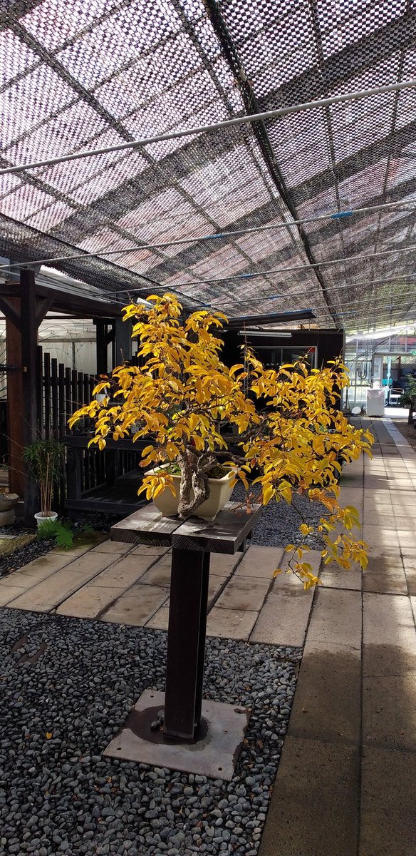 公財 鹿沼市花木センター公社 Bonsaizamurai Twitter