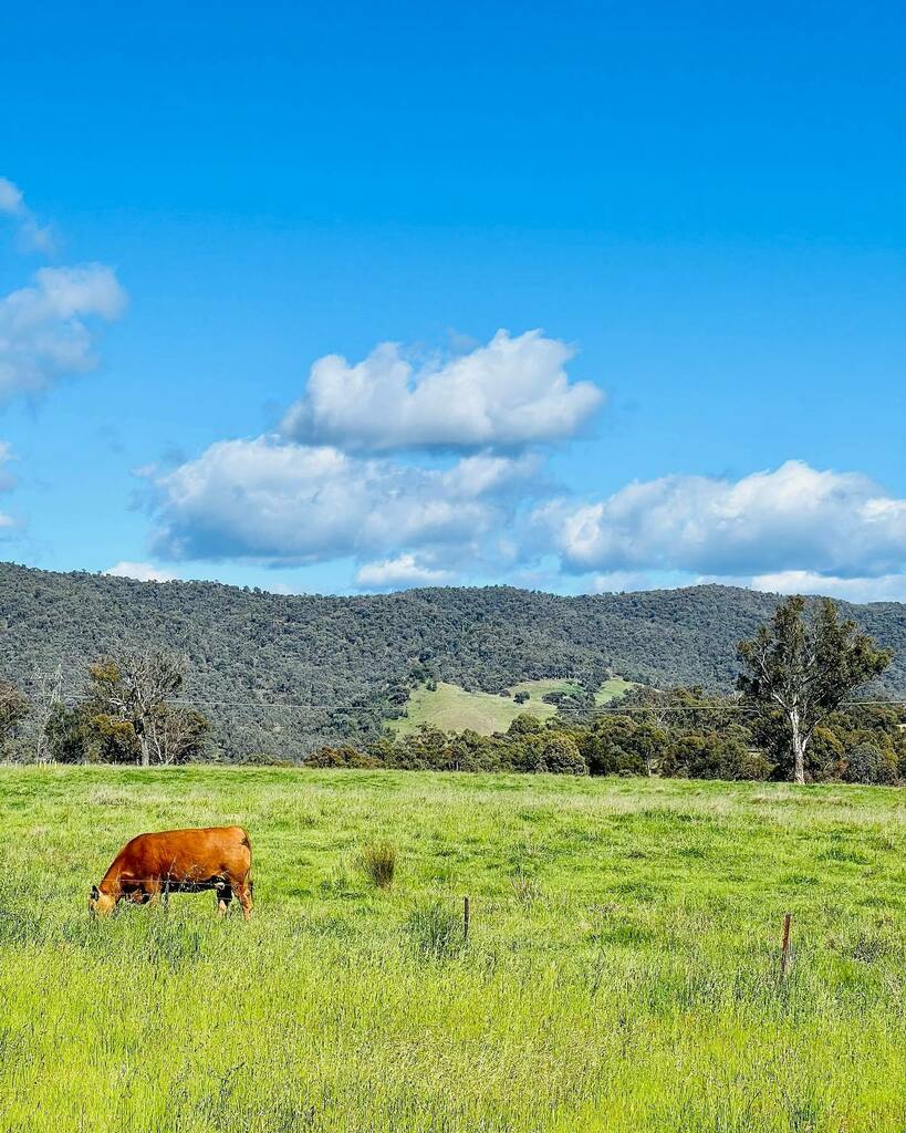 Fran Tapia (@_fran_t) on Twitter photo Dropped off @barefootforager at Kambah pool and then went off to photograph the cows… just because… 😉 
#igerscanberra #visitcanberra #sofranksocial #nature #cow #meadow #seeaustralia instagr.am/p/CVpQxQxJx_R/ Dropped off @barefootforager at Kambah pool and then went off to photograph the cows… just because… 😉 
#igerscanberra #visitcanberra #sofranksocial #nature #cow #meadow #seeaustralia instagr.am/p/CVpQxQxJx_R/